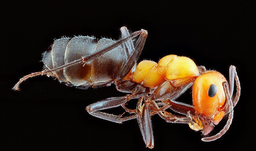 Ant Control service in South Whittier, CA