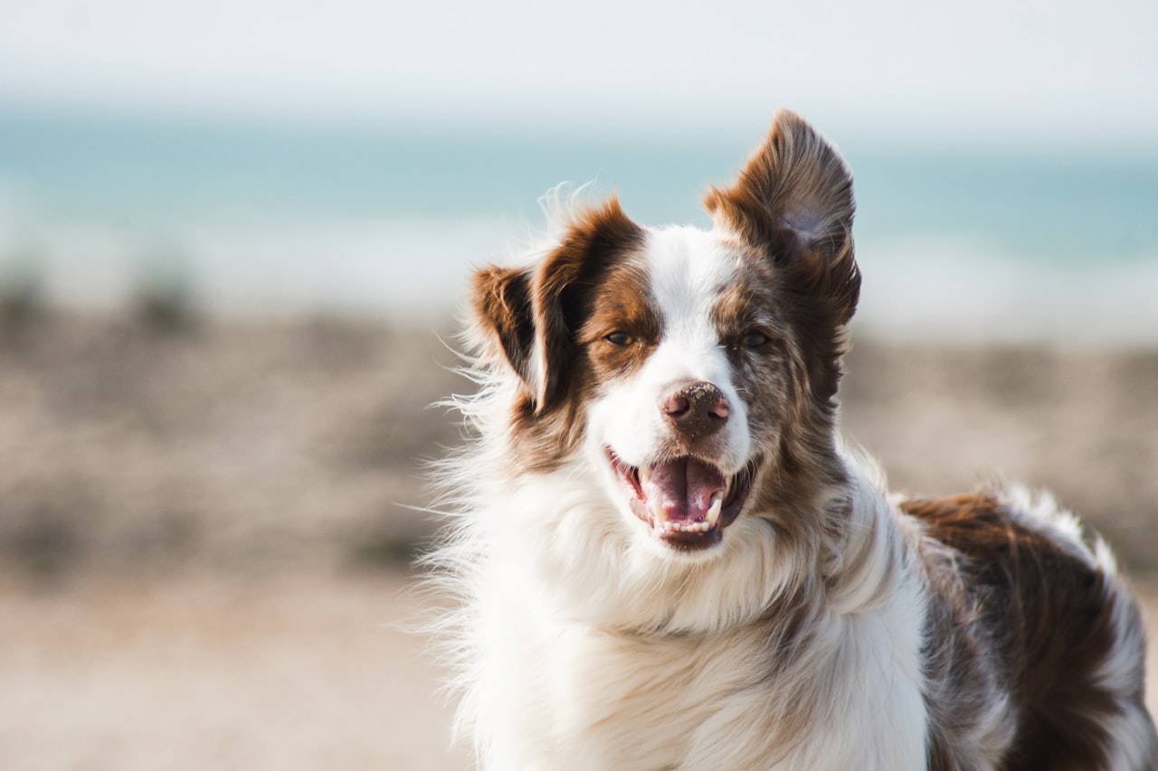 Flea & Tick Control service in South Whittier, CA