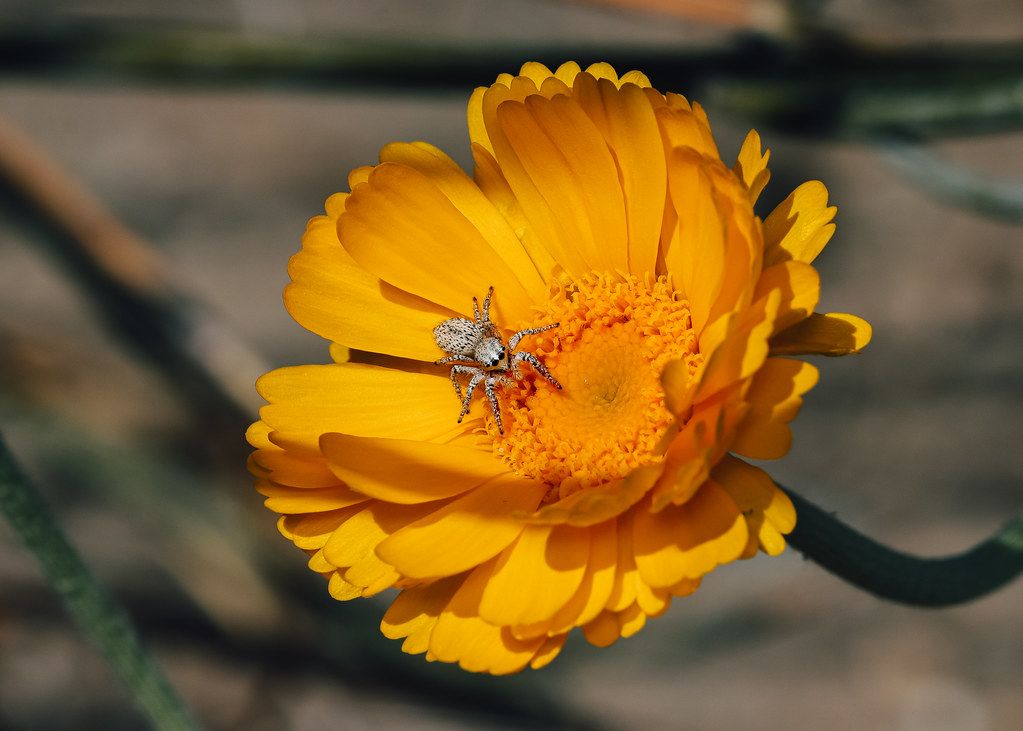 Spider Control service in South Whittier, CA